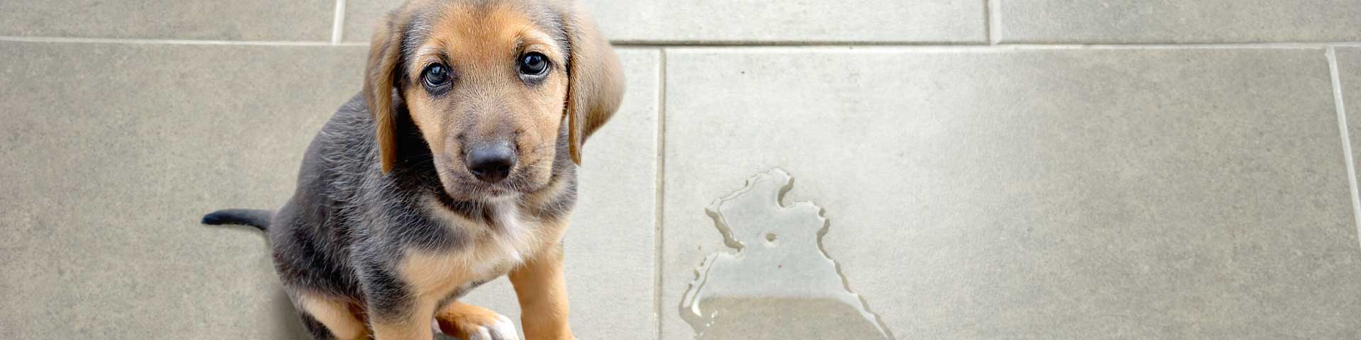 Potty training aids for 2024 puppies